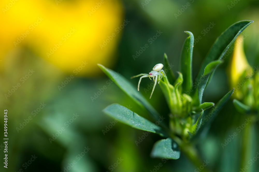 Yellow white crab spider crawls carefully on flowers hunting flies Yellow white crab spider crawls carefully on flowers hunting flies