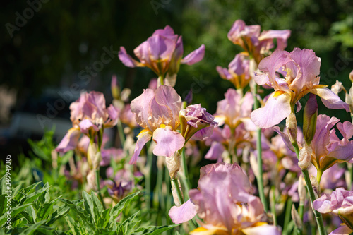 Pink irises close-up in the garden. Floral spring background. Beautiful blooming flower in the garden. Purple-pink iris flowers in the sunlight on a flower bed. Botanical garden in spring.