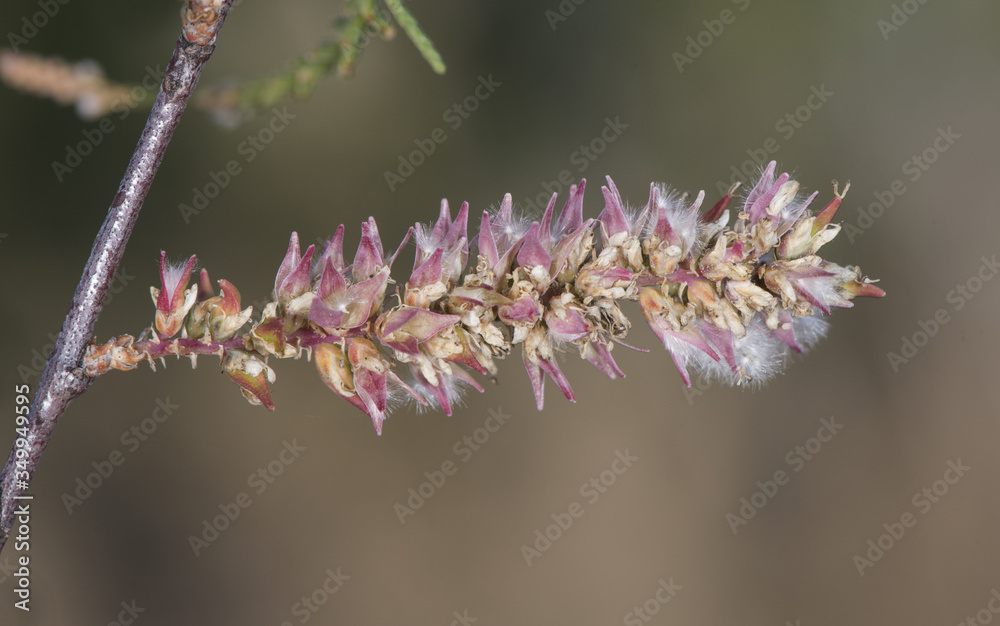 Tamarix africana African tamarisk shrub or small tree with small green leaves with tiny white flowers on unfocused greenish background