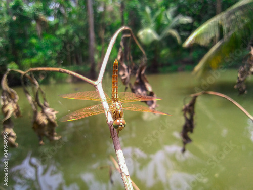 Dragonfly on a branch, named brachythemis contaminata