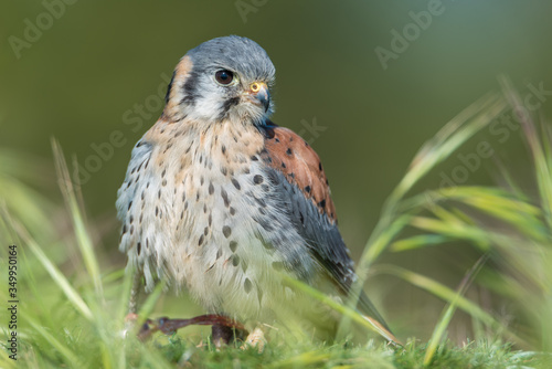 Cernícalo Americano (Falco sparverius)