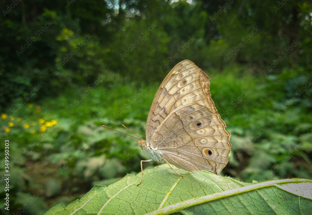 Fototapeta premium butterfly on leaf, named junonia atlites.