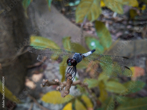 dragonfly on a branch