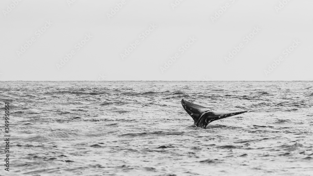 Fototapeta premium Black and White Gray Whale Tail 