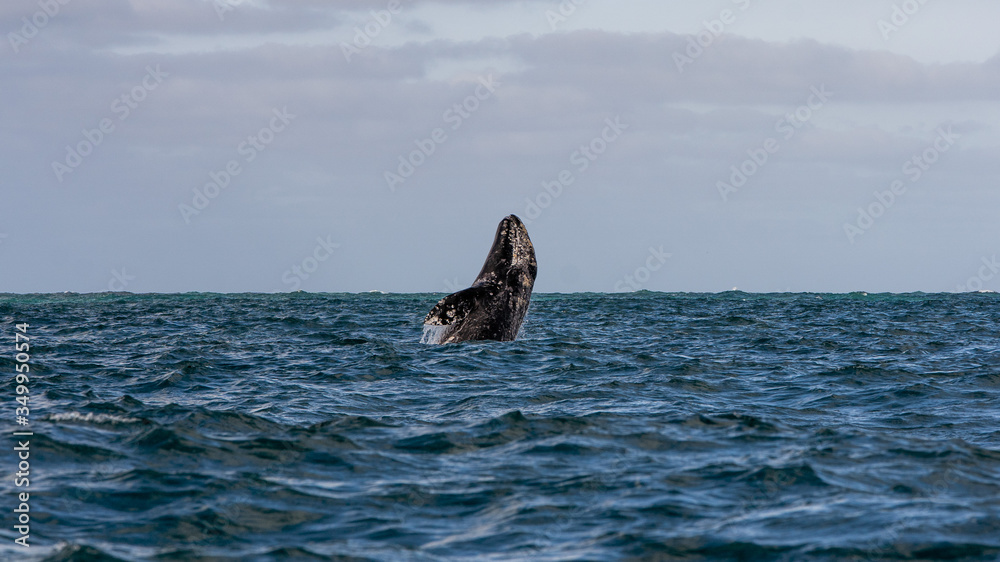 Fototapeta premium Gray whale breaching in ocean