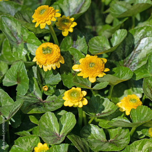 Blühendes Scharbockskraut, Ranunculus ficaria, im Frühling photo