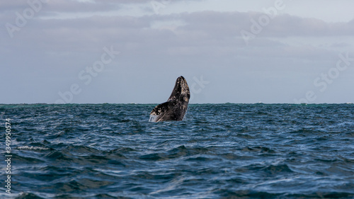 Gray whale breaching in ocean