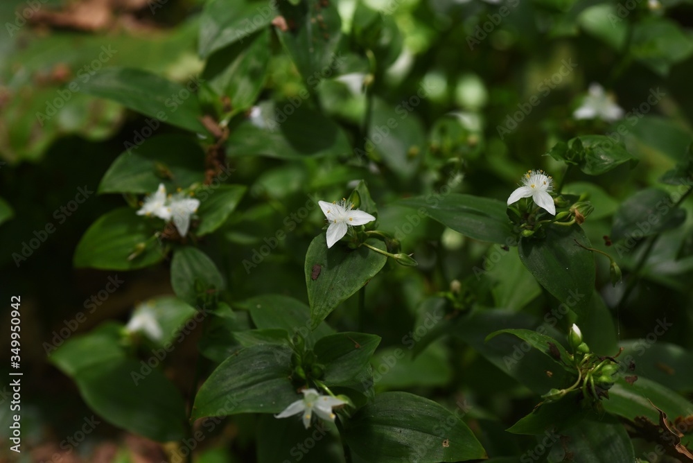 Wandering jew (Tradescanta flumiensis) / Commelinaceae evergreen perennnial plant. Wandering jew (Tradescanta flumiensis) / Commelinaceae evergreen perennnial plant.