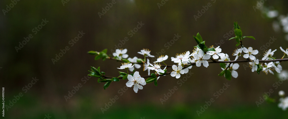 Cherry blossom-small white flowers on a branch on a green background. Place for text, spring background Cherry blossom-small white flowers on a branch on a green background. Place for text, spring background