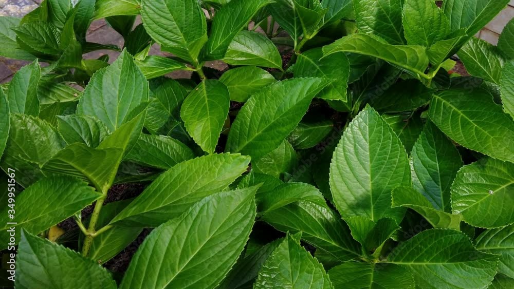 Creative tropical green leave in a forest. Nature spring concept. Green leave moving with the wind. Creative tropical green leave in a forest. Nature spring concept. Green leave moving with the wind.