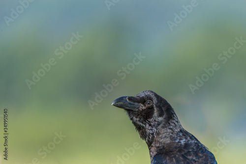 Cuervo com  n  Corvus corax 
