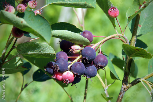 Ripe berries of Amelanchier
