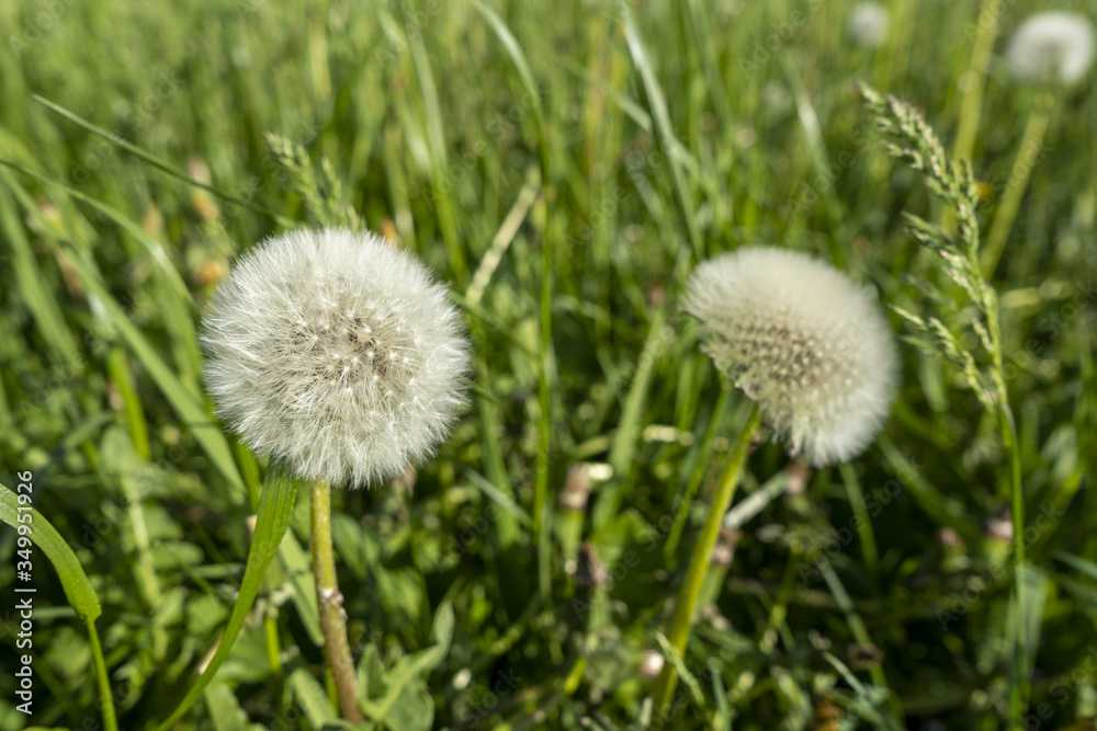 Fluffy white seedling of a common dandelion Fluffy white seedling of a common dandelion