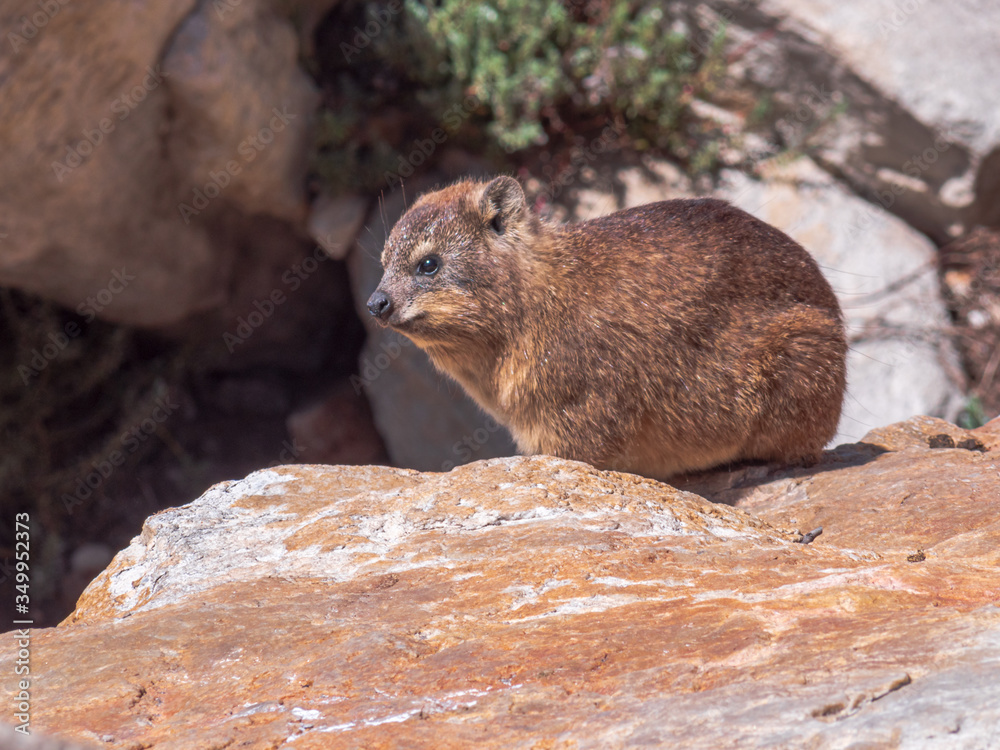 Naklejka premium Cape Hyrax as a cute animal who live between the rocks of South Africa