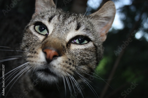 cara de felino de monte