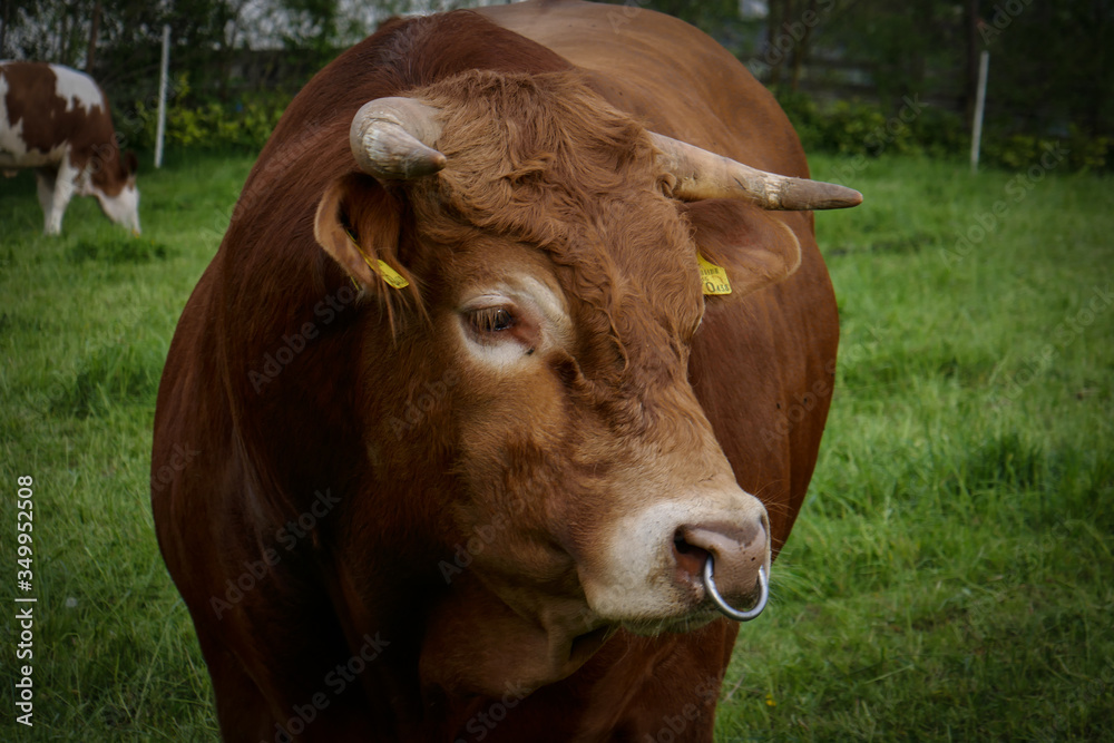 Big and beautiful bull and cows with calves on the farm. Big and beautiful bull and cows with calves on the farm.