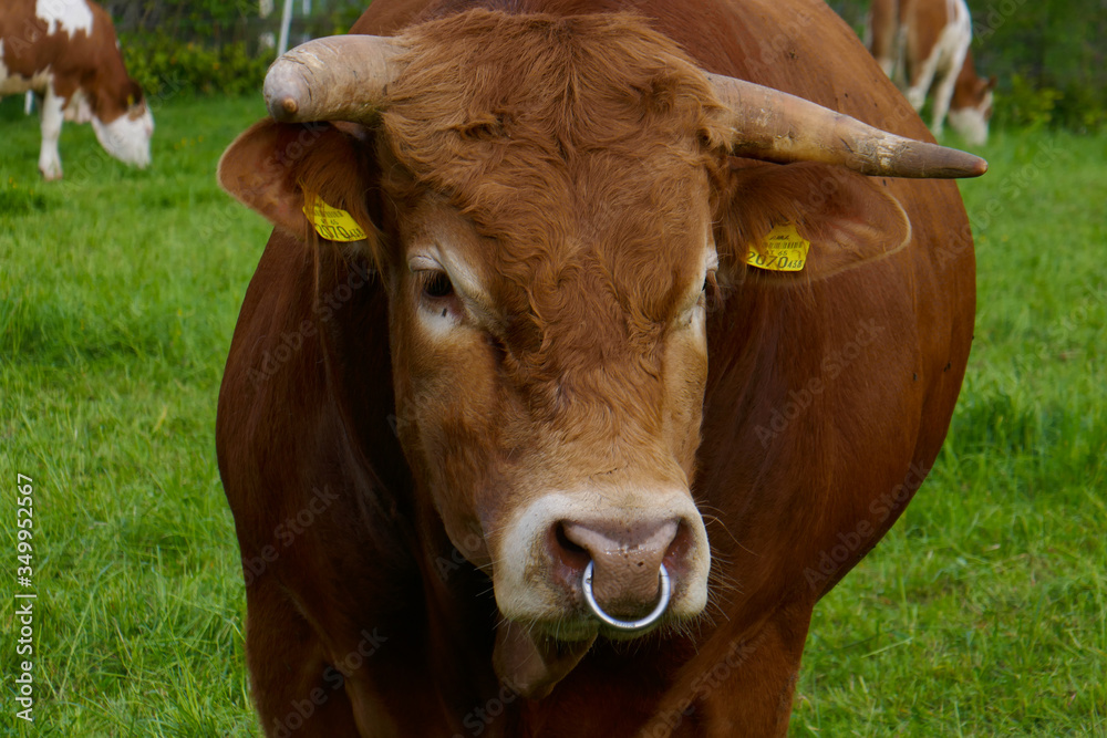A large and beautiful bull with a nose ring on a farm.