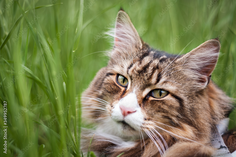 close-up of a beautiful norwegian forest cat in the tall grass