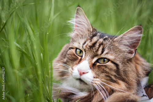Wallpaper Mural close-up of a beautiful norwegian forest cat in the tall grass Torontodigital.ca