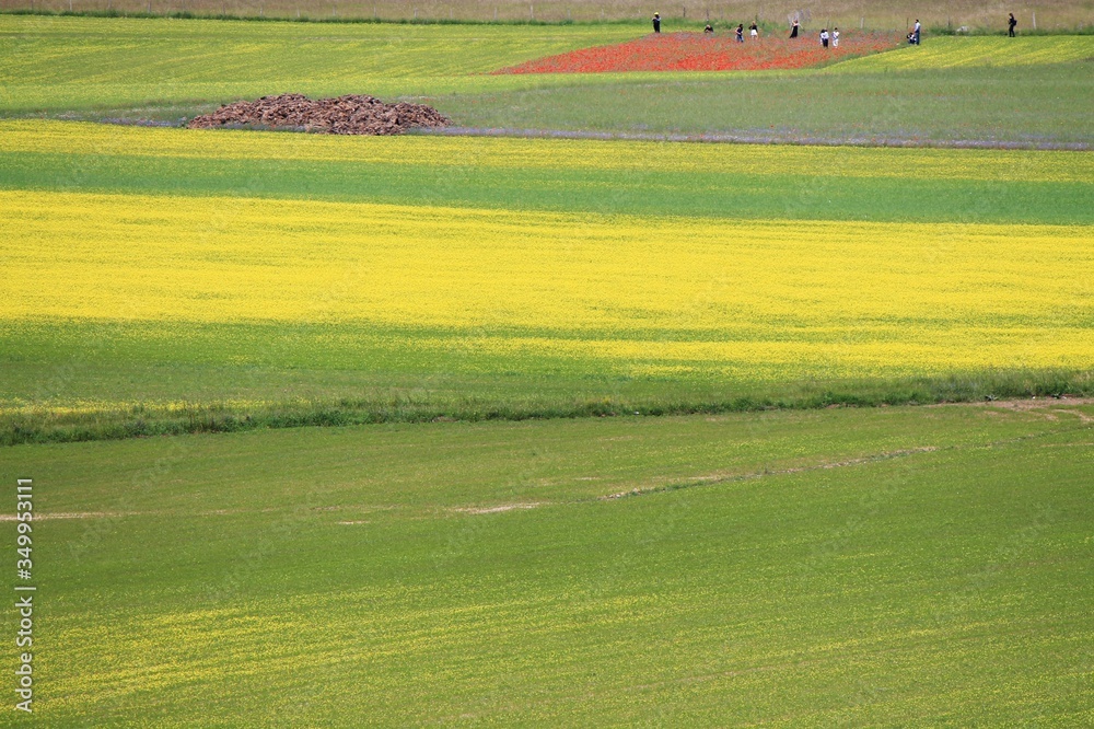 Naklejka premium red poppies during the summer flowering of Castelluccio di Norcia in the italian countryside