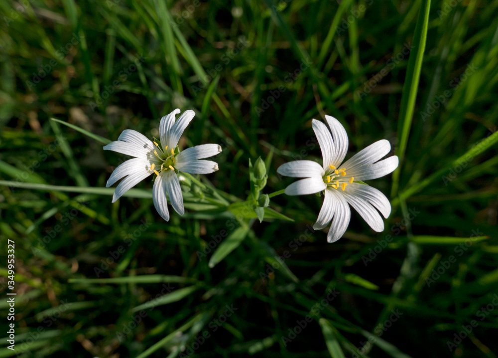 Two white flowers of Mouse-ear chickweed, also known as Common mouse-ear or Starweed between grass Two white flowers of Mouse-ear chickweed, also known as Common mouse-ear or Starweed between grass