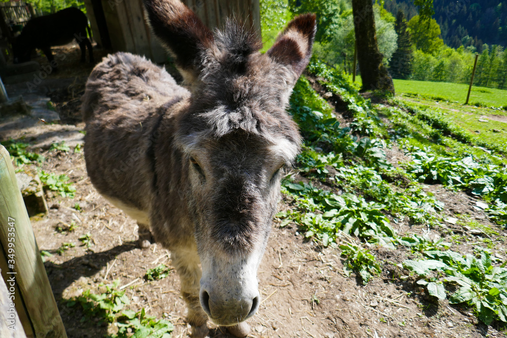 Beautiful donkey in the zoo. Donkeys on a farm in Austria. Beautiful donkey in the zoo. Donkeys on a farm in Austria.