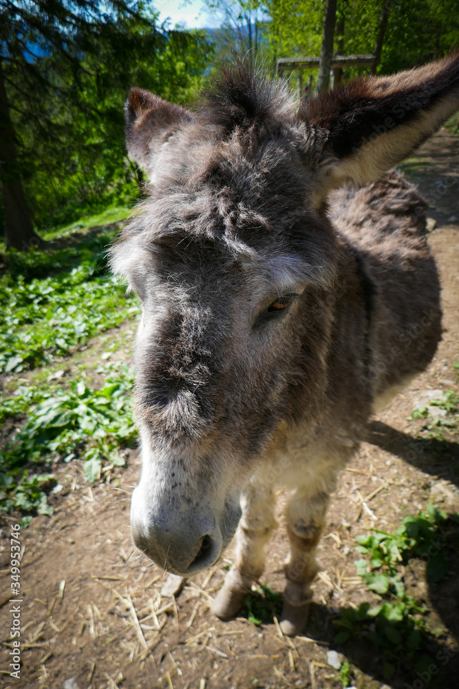 Beautiful donkey in the zoo. Donkeys on a farm in Austria. Beautiful donkey in the zoo. Donkeys on a farm in Austria.