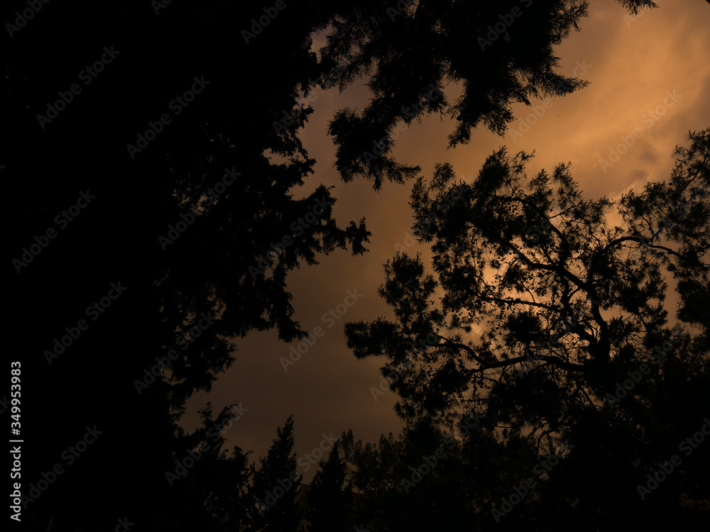 Naklejka premium sunset in the forest