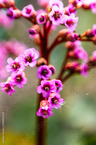 Beautiful pink flower. Blurred in artwork. Beautiful pink flowers in the garden with spring bokeh background