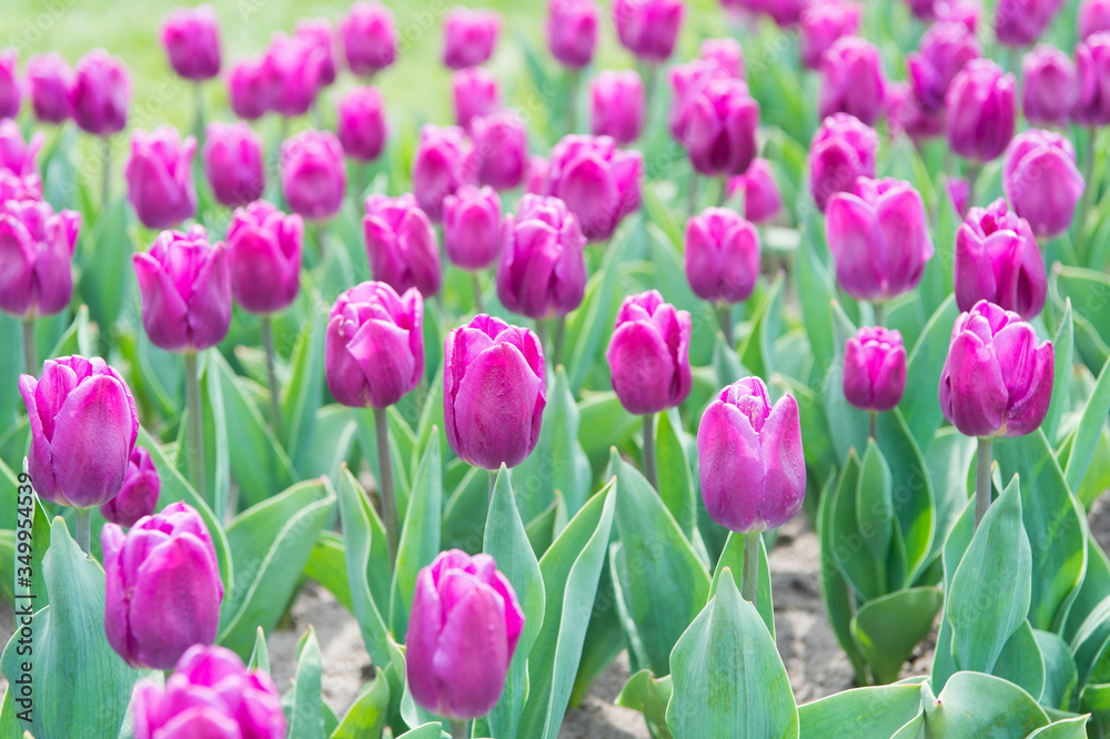 Obraz premium Wonderful smell. tulip blooming in spring. bright tulip flower field. summer field of flower. gardening and floristics. nature beauty and freshness. Growing tulip for sale. plenty of flowers for shop