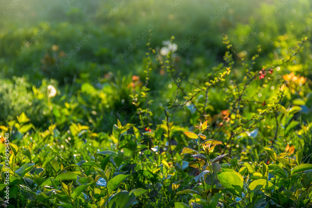 Natural background green grass and sun. Meadow wild sunny background Natural background green grass and sun. Meadow wild sunny background
