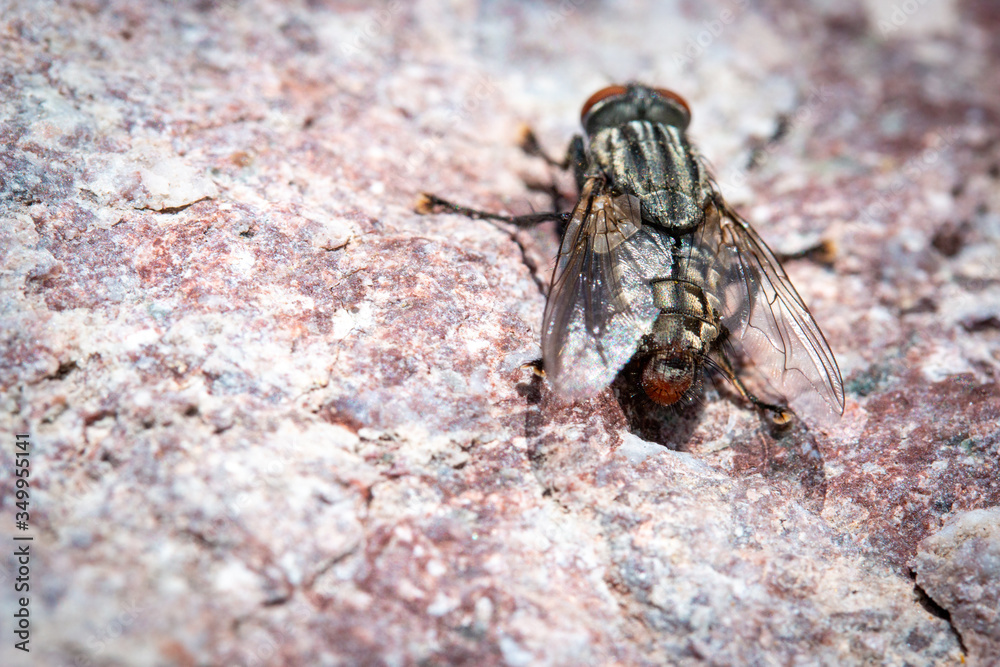 Close up of a flesh fly Sarcophaga resting on a rock Close up of a flesh fly Sarcophaga resting on a rock