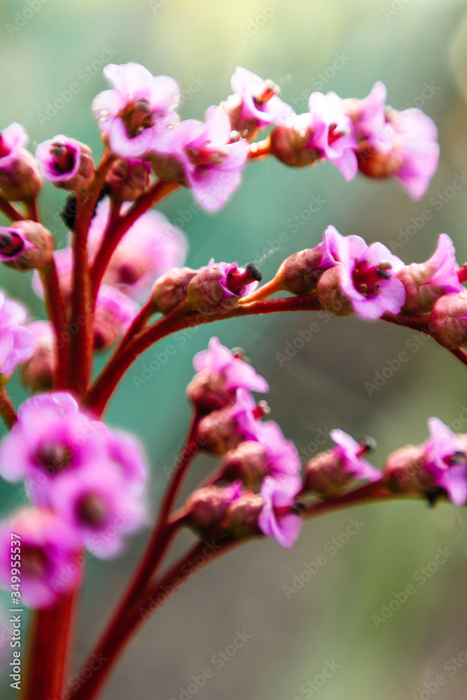 Beautiful pink flower. Blurred in artwork. Beautiful pink flowers in the garden with spring bokeh background Beautiful pink flower. Blurred in artwork. Beautiful pink flowers in the garden with spring bokeh background