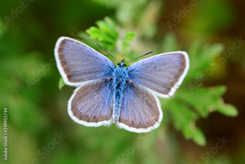 blue butterfly close detail