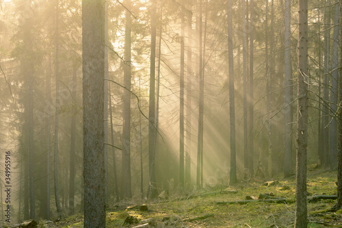 Sonne durchbricht Nebel im Wald