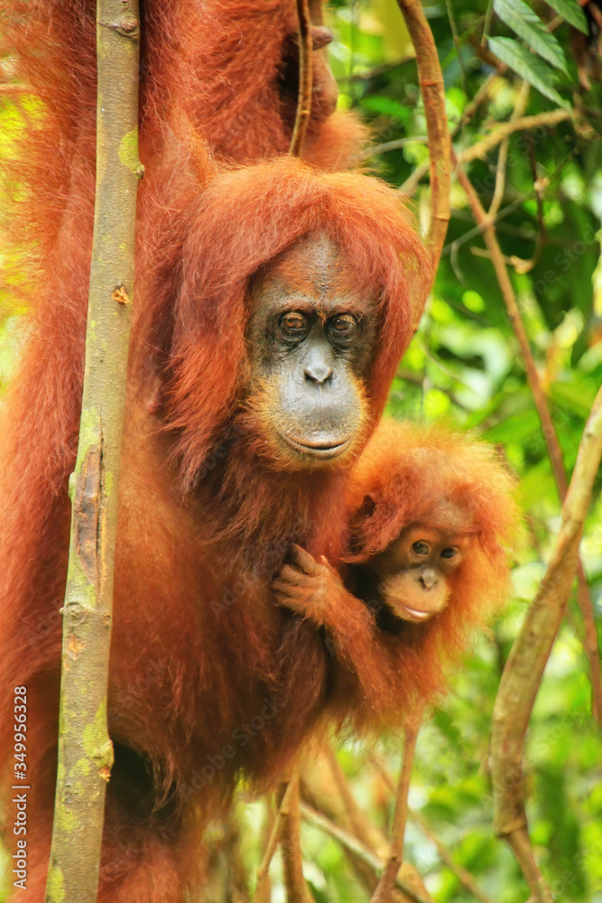 Fototapeta premium Female Sumatran orangutan with a baby sitting on a tree in Gunung Leuser National Park, Sumatra, Indonesia