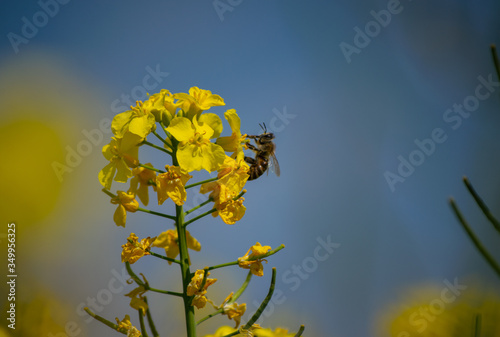  Spring yellow field