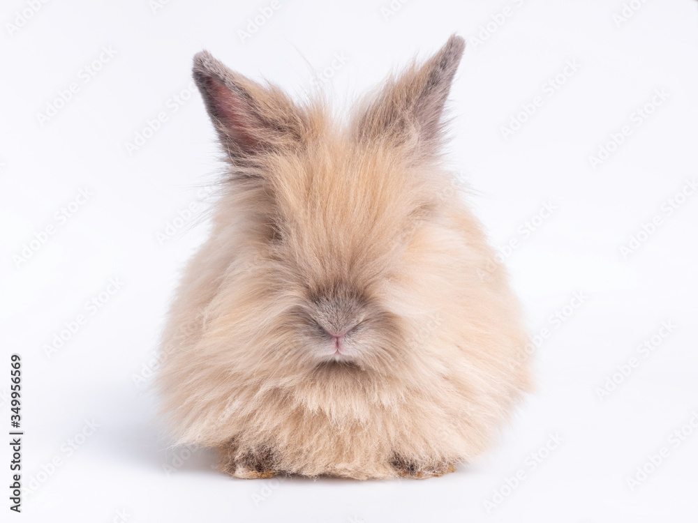 Brown cute lion head rabbit sitting isolated on white background.	