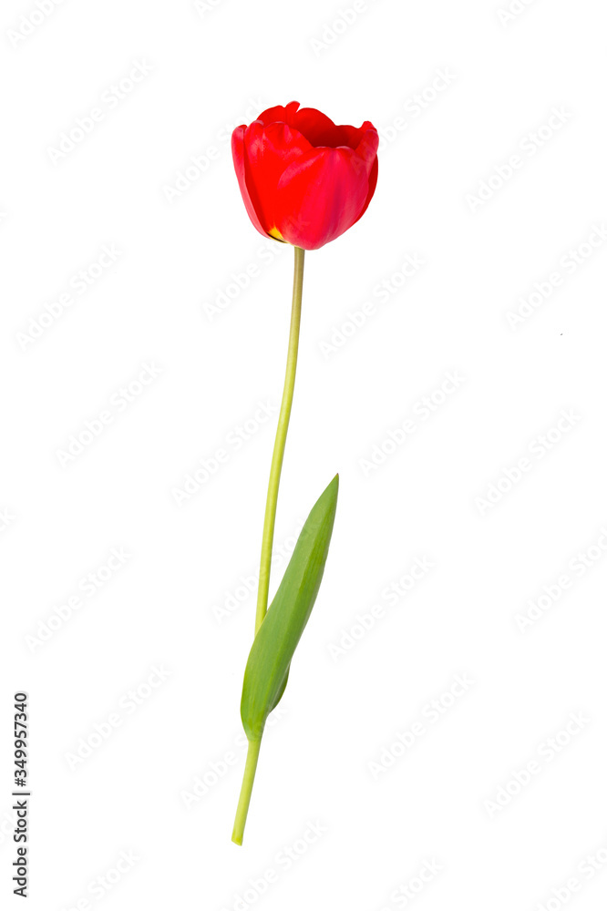 Red tulip isolated on white background