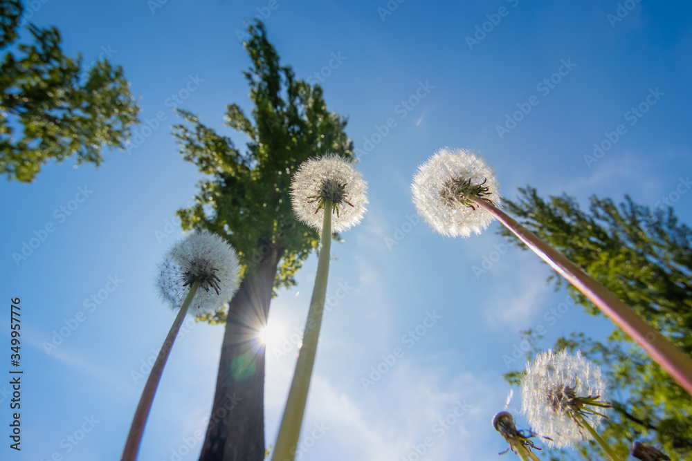 Dandelions on the background of the sky. View from the bottom up. The sun shines brightly. Green trees. Spring.