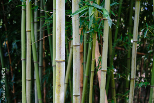 Fototapeta Naklejka Na Ścianę i Meble -  Fine details in a small bamboo forest patch