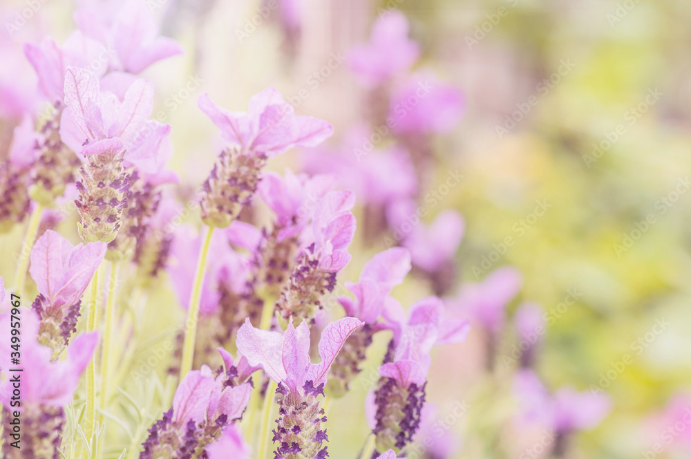 Summertime. Blooming lavender in a field Summertime. Blooming lavender in a field