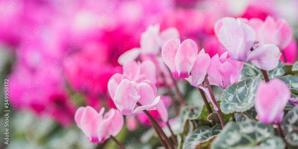 Summertime.  cyclamen flowers on Sunny summer day. Pink Cyclamen coum ( eastern sowbread ) and Cyclamen hederifolium ( ivy-leaved cyclamen or sowbread ) flowers on sunny bokeh