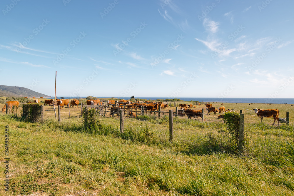 Herd of cows grazing in a field. Rural California landscape
