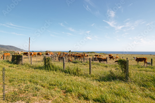 Herd of cows grazing in a field. Rural California landscape