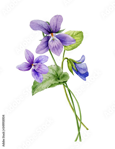 Watercolor illustration. A bouquet of purple forest violets on a white background.