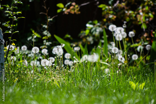  Beautiful flowers grow in summer