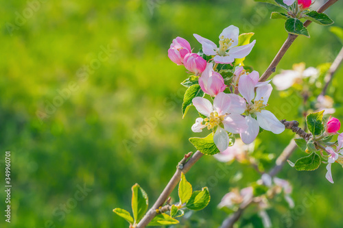 Spring beautiful background with flowers of an apple tree close-up. Blossoming branch of apple tree, place for text, Copy space, background for the banner.