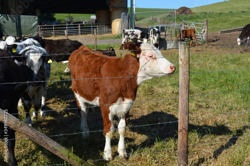 Photography Calf with ringworm lesions on its head, a fungal skin infection caused by Tricho