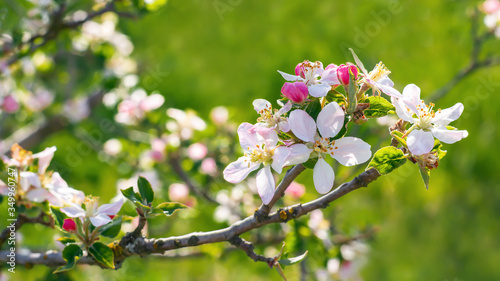 Spring beautiful background with flowers of an apple tree close-up. Blossoming branch of apple tree, place for text, Copy space, background for the banner.